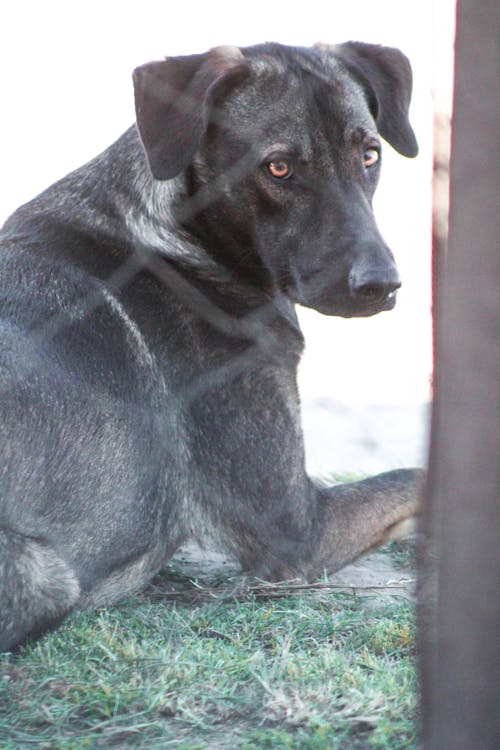 개, 개 훈련, 애완 동물 애호가의 무료 스톡 사진