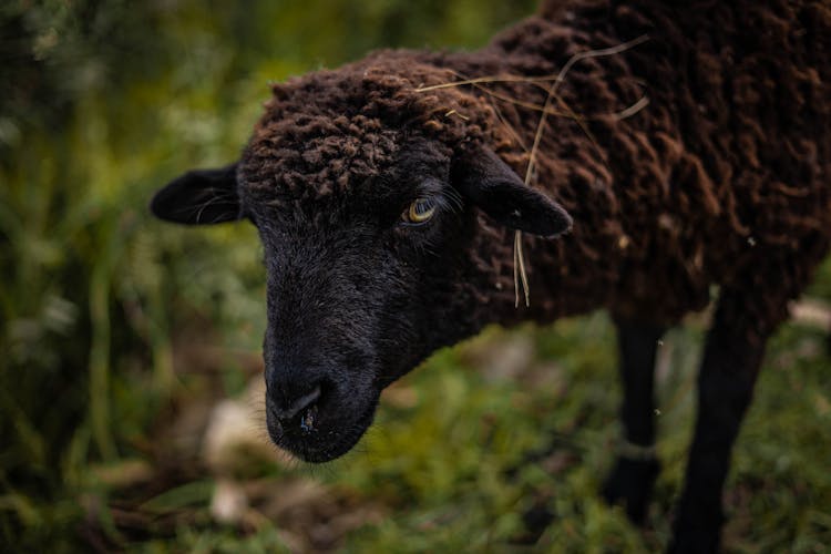 Black Lamb Walking On Green Grass