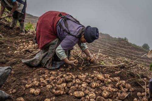 Free A farmer harvesting potatoes in rural Peru, showcasing traditional farming methods. Stock Photo