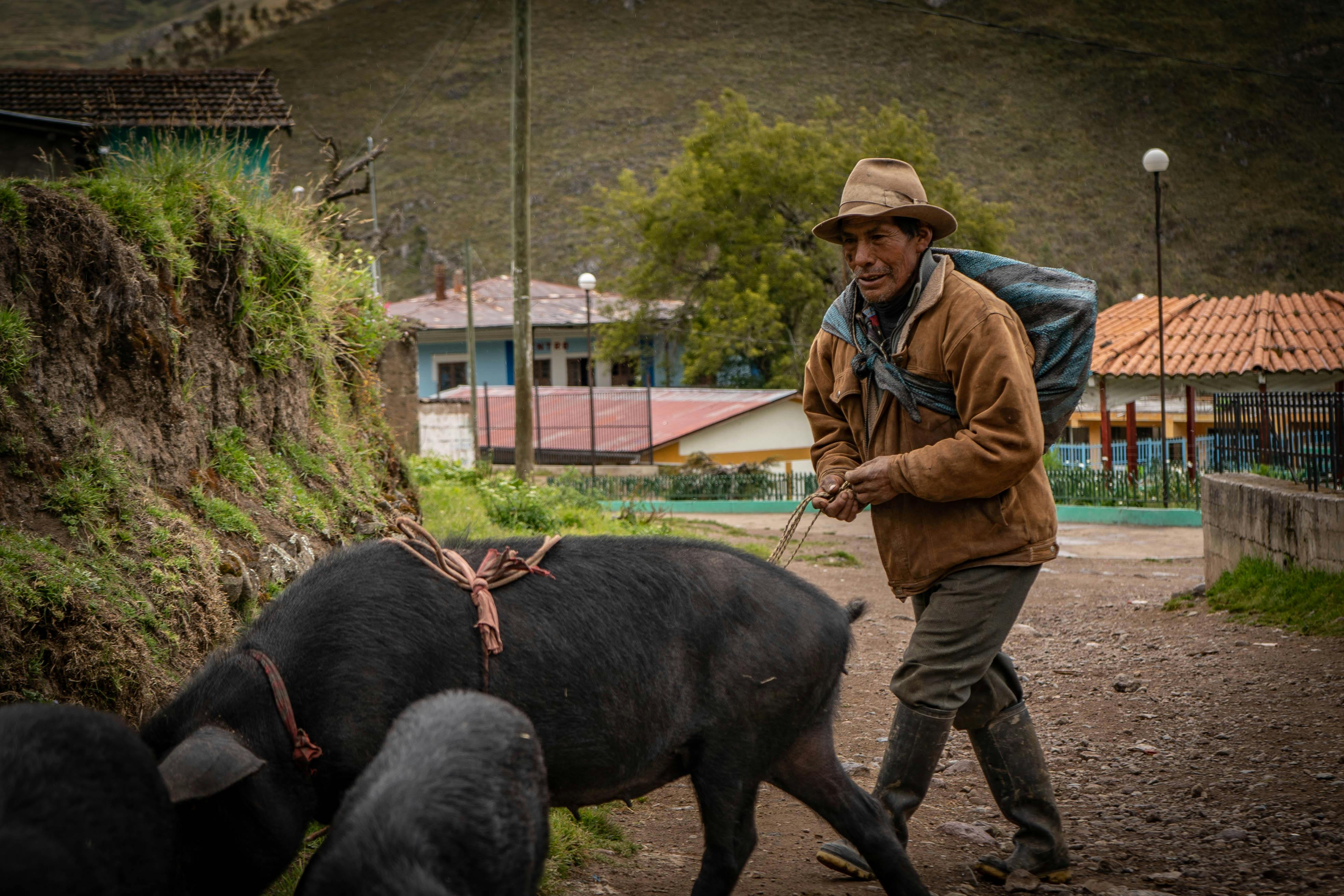 man in brown jacket guiding the pigs on the road