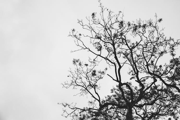 Silhouette Photo Of Withered Tree