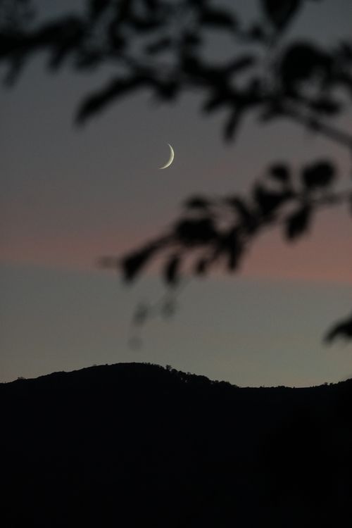 Free A crescent moon setting above a silhouette of hills and branches at twilight creates a serene evening scene. Stock Photo
