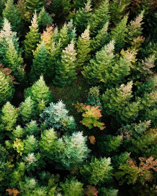 Tree Crowns in Deep Forest Seen from Above