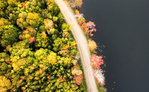Aerial Shot of Green and Yellow Trees Beside a Body of Water