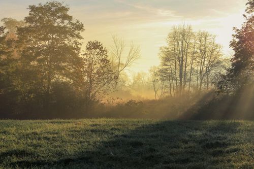 Free Enjoy a tranquil sunrise with sunrays piercing through misty trees over a grassy field in the countryside. Stock Photo