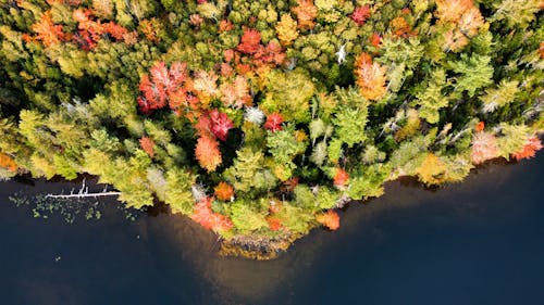 Aerial View on Forest on Lakeshore