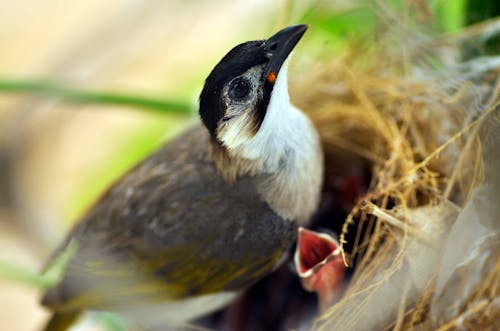 Photographie De Mise Au Point Sélective D'oiseau Blanc Et Brun Perché Sur Son Nid