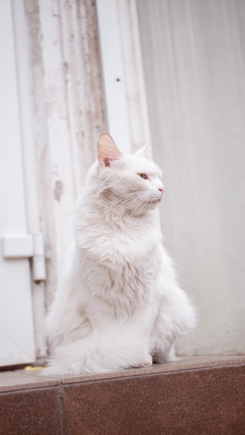 Photo of a Furry White Cat