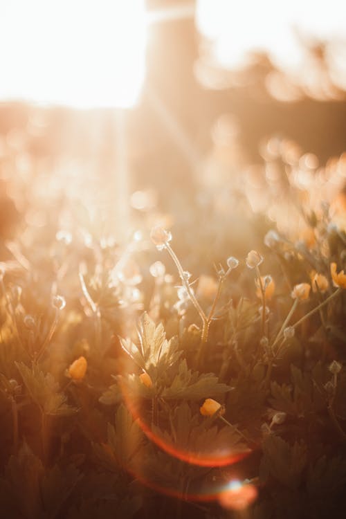Free Ray of Sunlight on a Flower Field Stock Photo