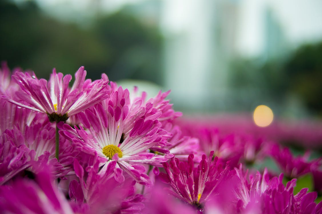 Ondiepe Focusfotografie Van Paarse Bloemen