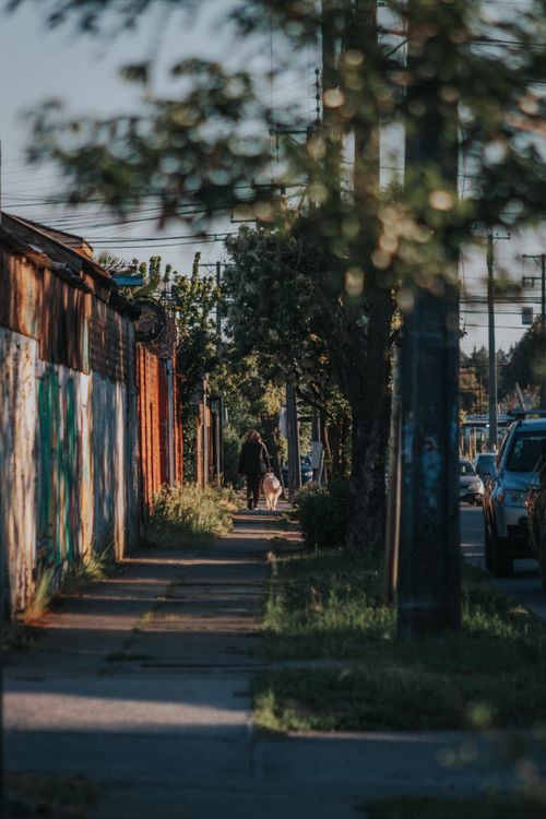 Free A person walking a white dog along a tree-lined urban sidewalk on a calm afternoon. Stock Photo