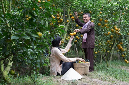 Smiling Man Picking Oranges