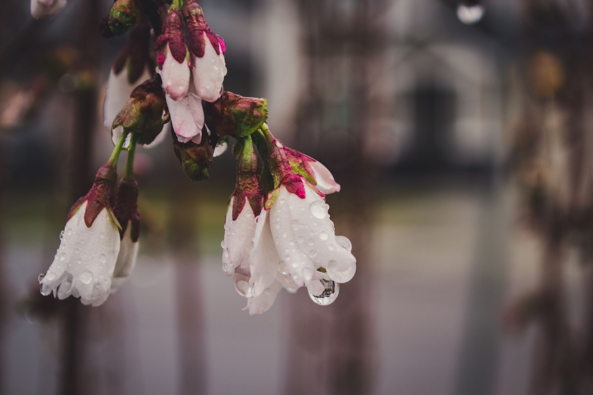 Delicate spring blossoms adorned with morning dew, capturing nature's beauty up close.