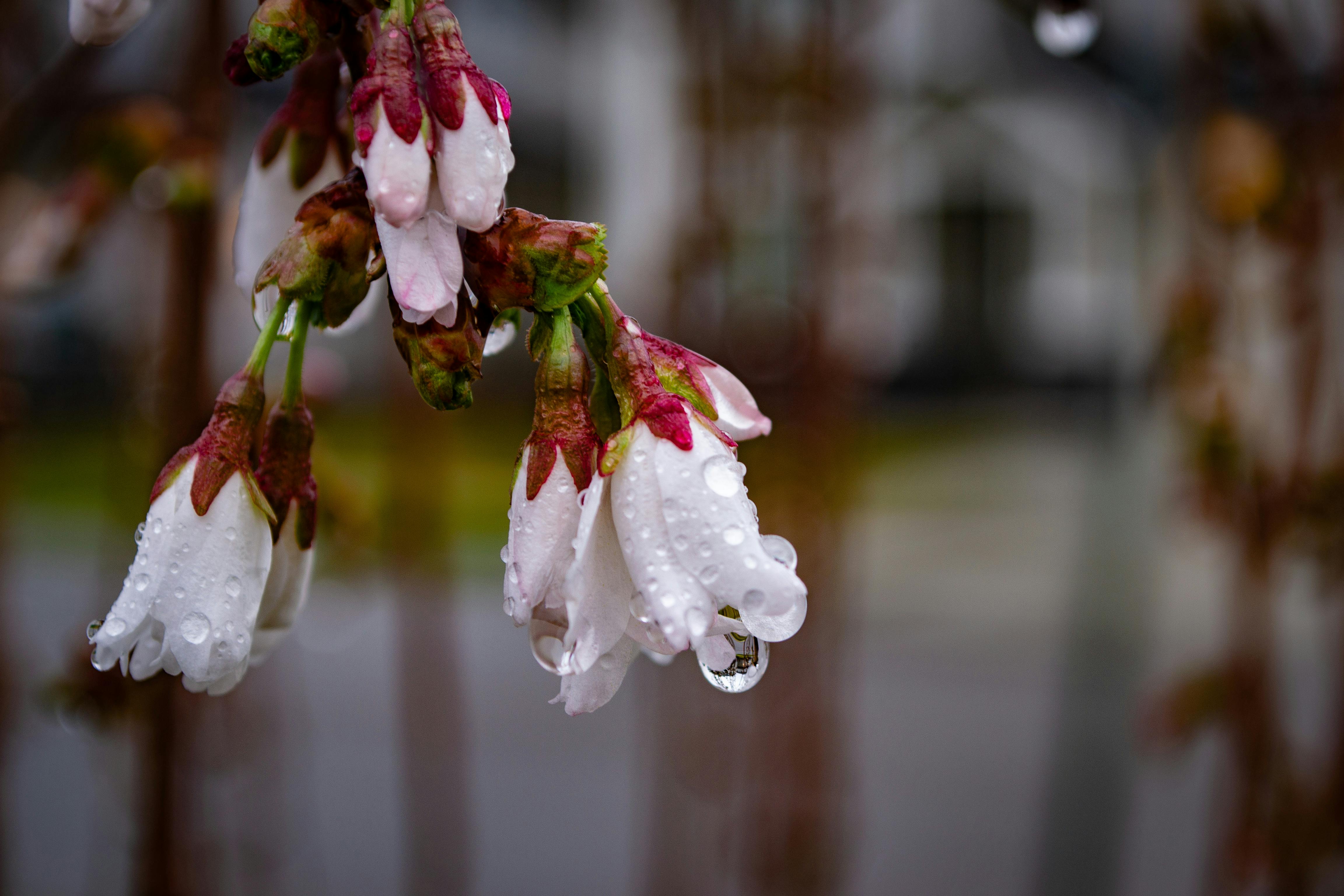 Free stock photo of after the rain, beautiful flowers