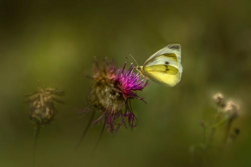 Butterfly Perched on a Purple Flower 
