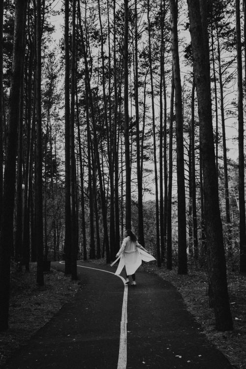 Free A solitary woman walks down a serene forest path in a tranquil black and white scene. Stock Photo