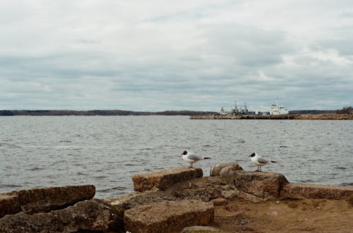 Gulls Perched on Coast under a Cloudy Sky