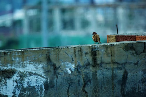 Free stock photo of bird, concrete, sparrow