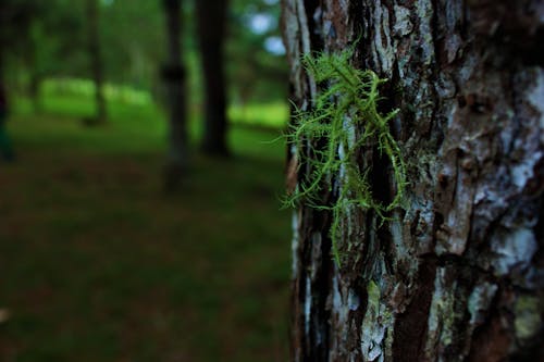 Free stock photo of laves, moses, pine tree