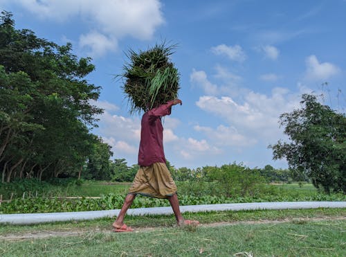 A Person Walking while Carrying Grass