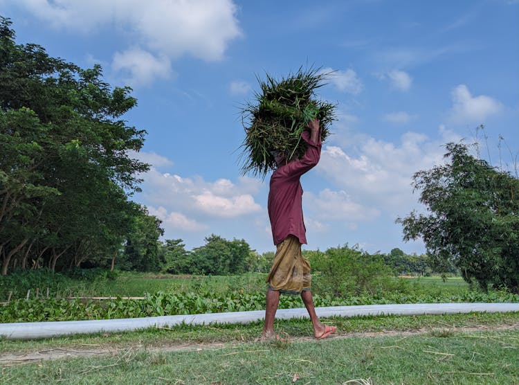 Woman Carrying Grass On Her Head