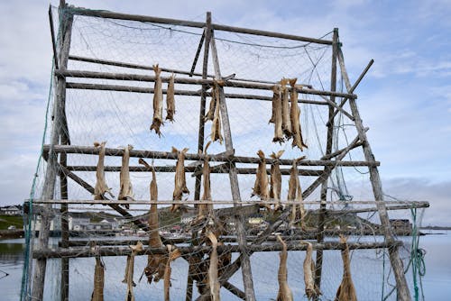 Ilmainen kuvapankkikuva tunnisteilla kala, kalastusverkko, kuivattu Kuvapankkikuva