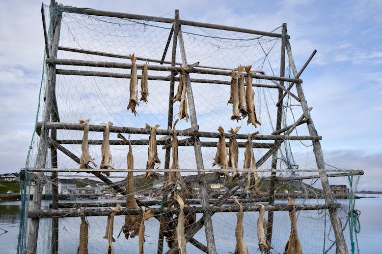 Dried Fish Hanging On Fishing Net 