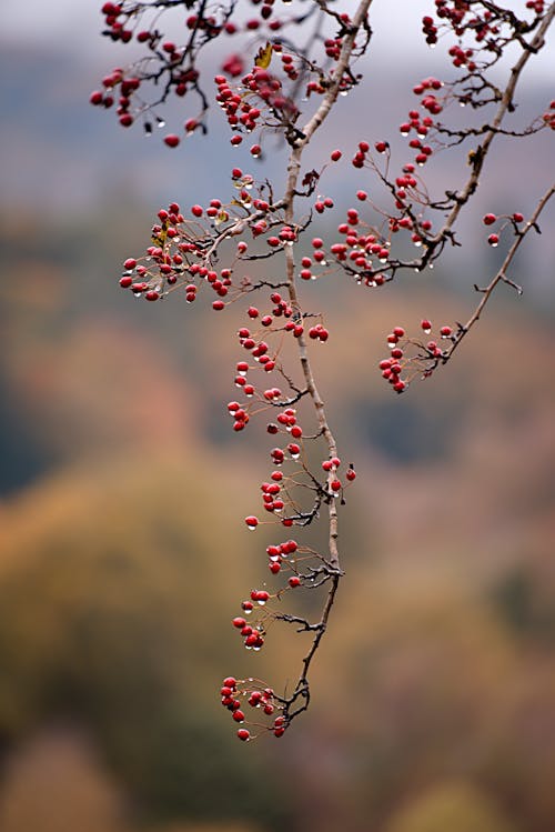 Free Red Berries Hanging on Branches  Stock Photo