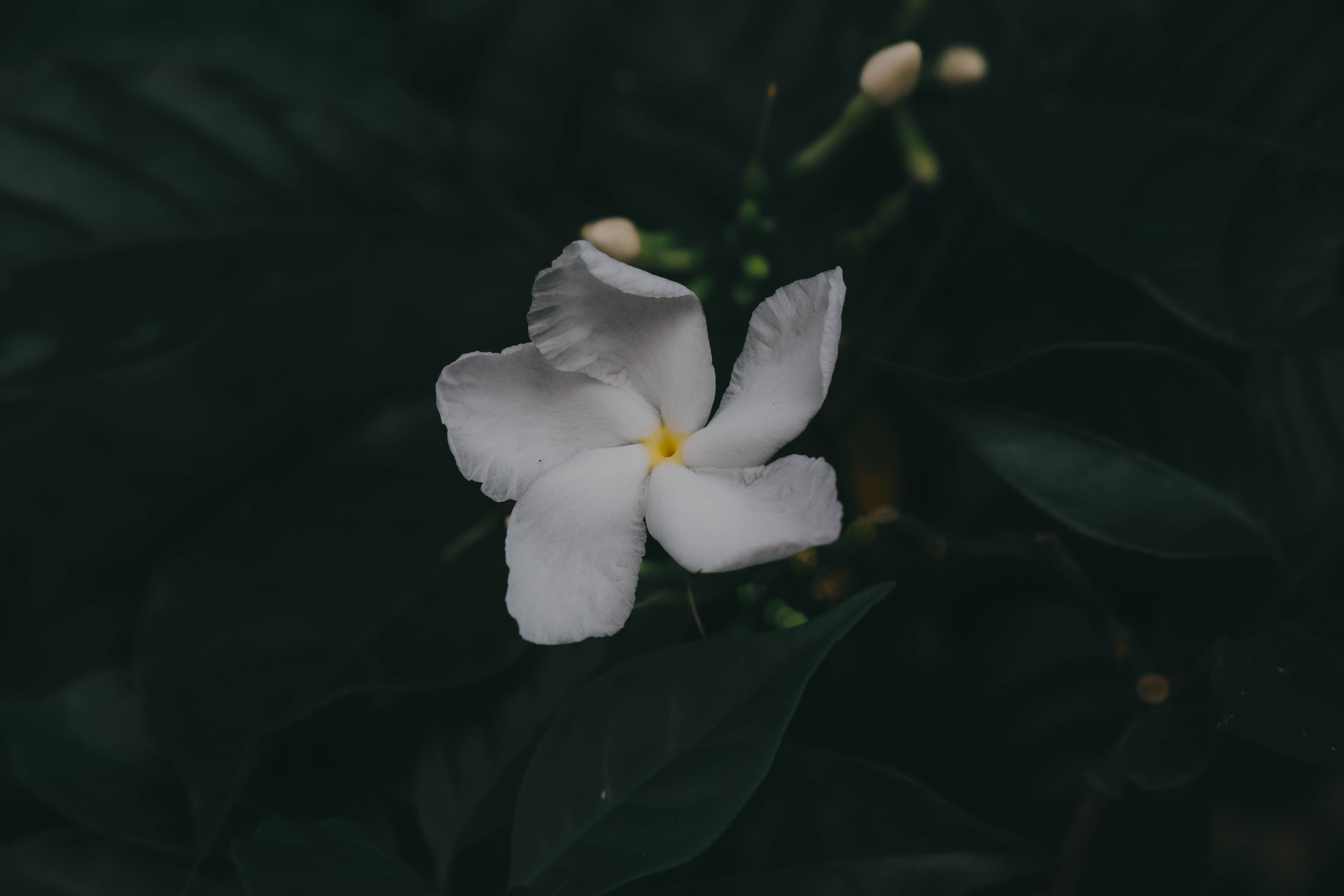 Fotossíntese das pétalas e metabolismo de carbono orquestram a maturação floral em Gardenia carinata