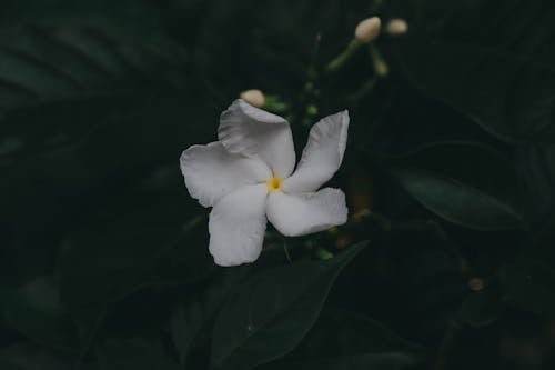 grátis Foto profissional grátis de close up shot, flor branca, floração Foto profissional