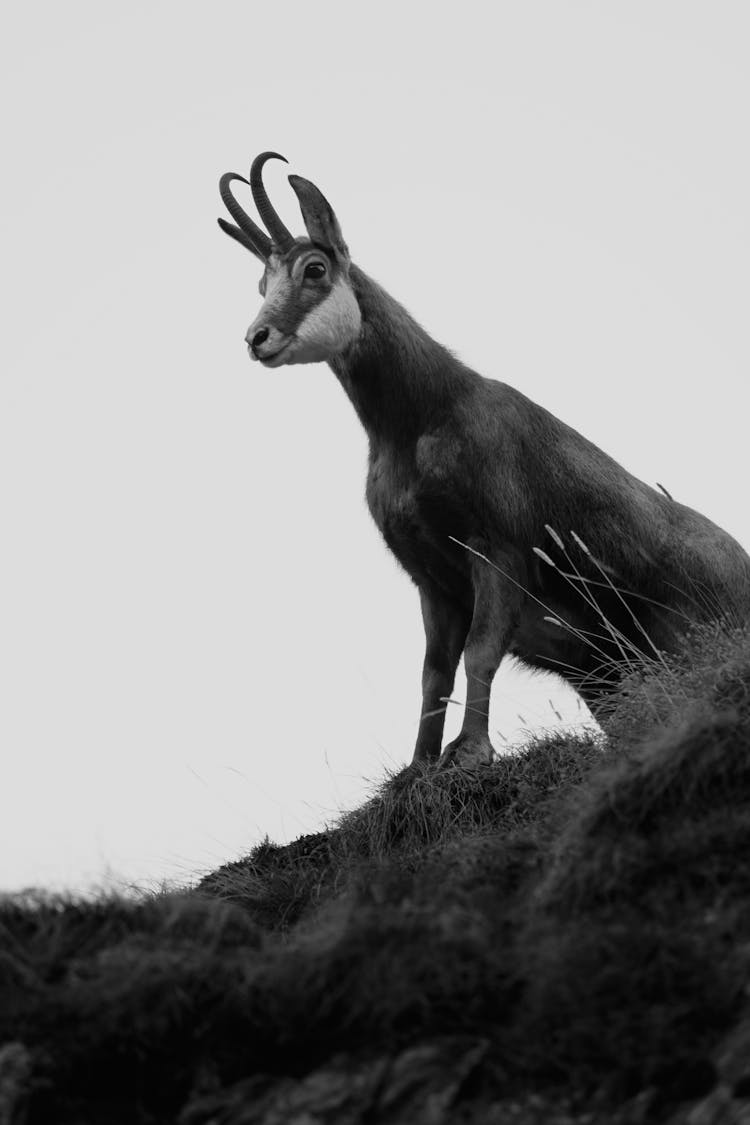 Black And White Low Angle View Of Mountain Goat