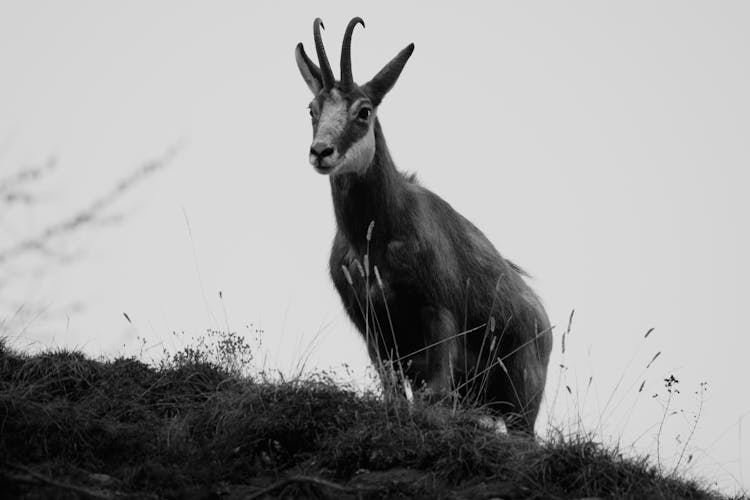 Black And White View Of Mountain Goat