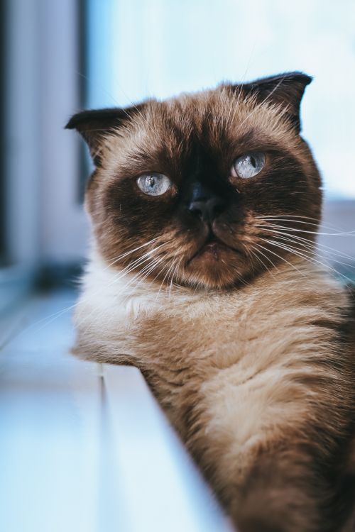 Free Close-up portrait of a blue-eyed British Shorthair cat indoors, gazing at the camera with striking whiskers. Stock Photo