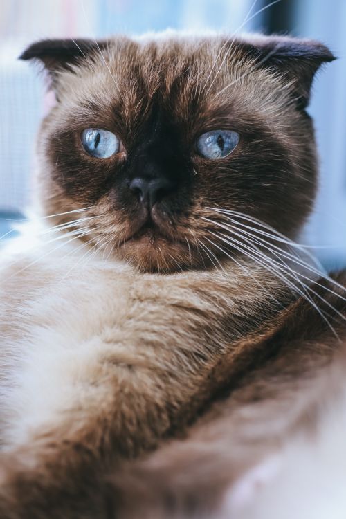 Free Charming close-up portrait of a Siamese cat gazing intently with blue eyes. Perfect for pet lovers. Stock Photo