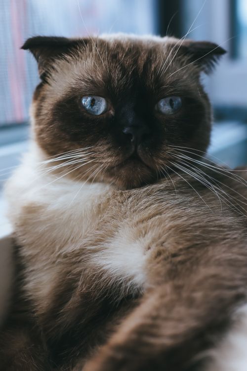 Free Adorable Scottish Fold cat with striking blue eyes in a close-up view. Stock Photo