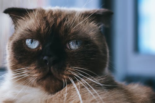 Free Black and Brown Cat in Close Up Photography Stock Photo