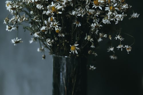 꽃병, 꽃잎, 데이지의 무료 스톡 사진