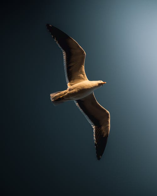 무료 날개, 날으는, 동물 사진의 무료 스톡 사진