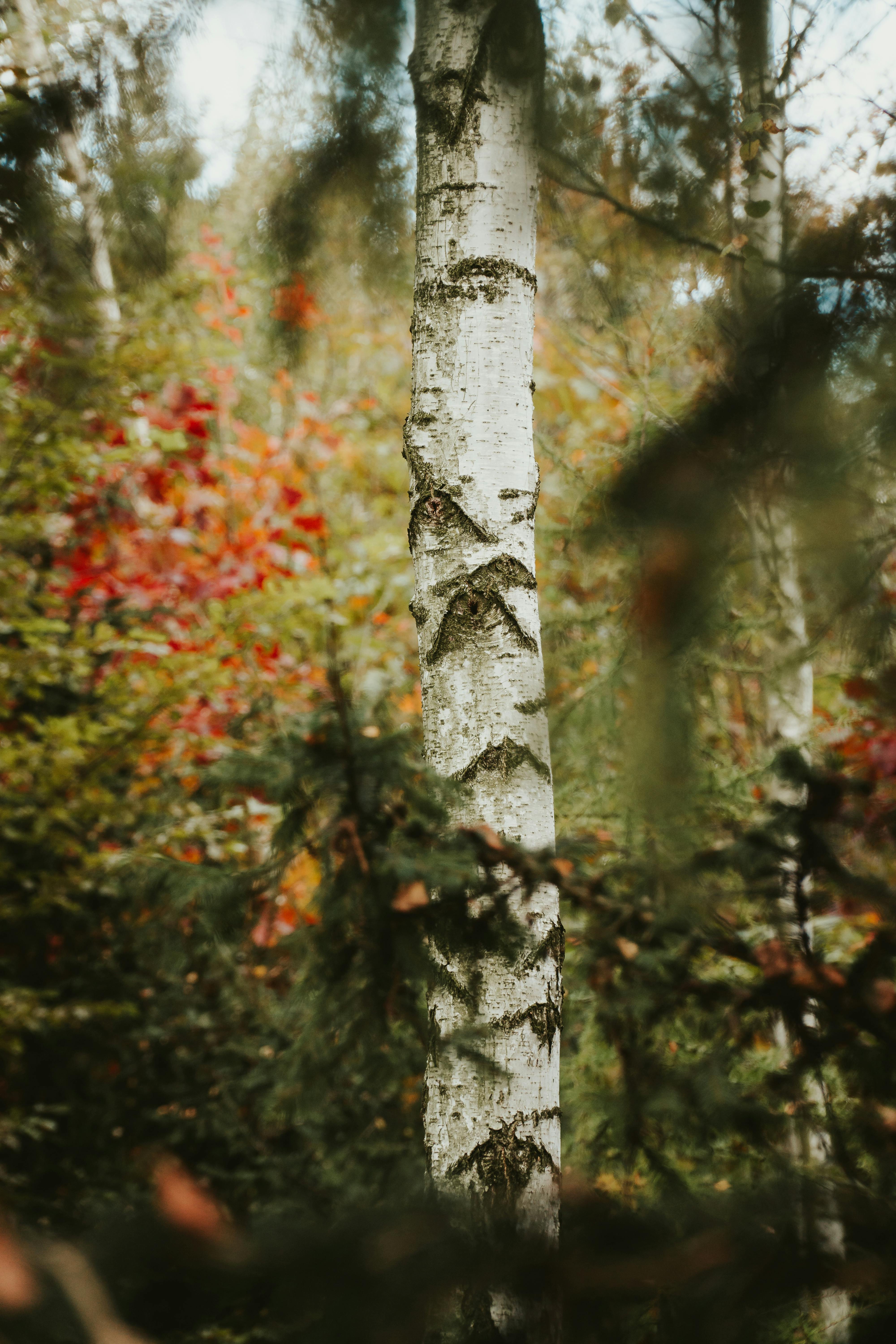 Serene autumn forest with a prominent birch tree and colorful leaves in soft focus.