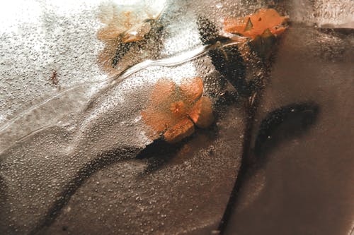 Fotobanka s bezplatnými fotkami na tému ľad, zamrznutý, žlté kvety