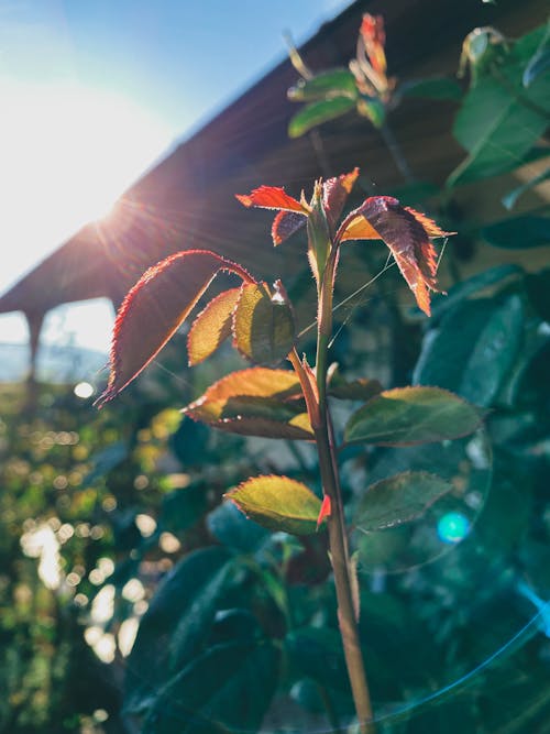 Gratis lagerfoto af atmosfera de outono, bokeh, edderkoppespind