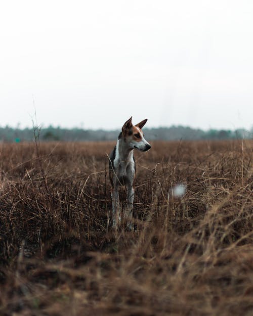 Free Dog in the Field Stock Photo
