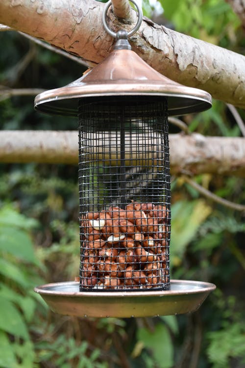 Free stock photo of animal food, bird feeder, cage