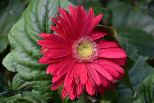 Ilmainen kuvapankkikuva tunnisteilla punainen kukka