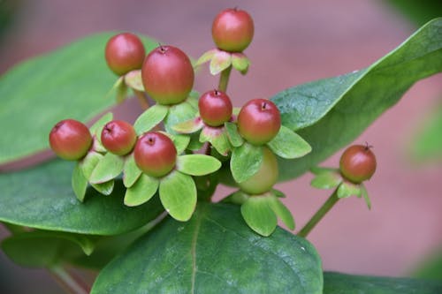 Free stock photo of garden berries