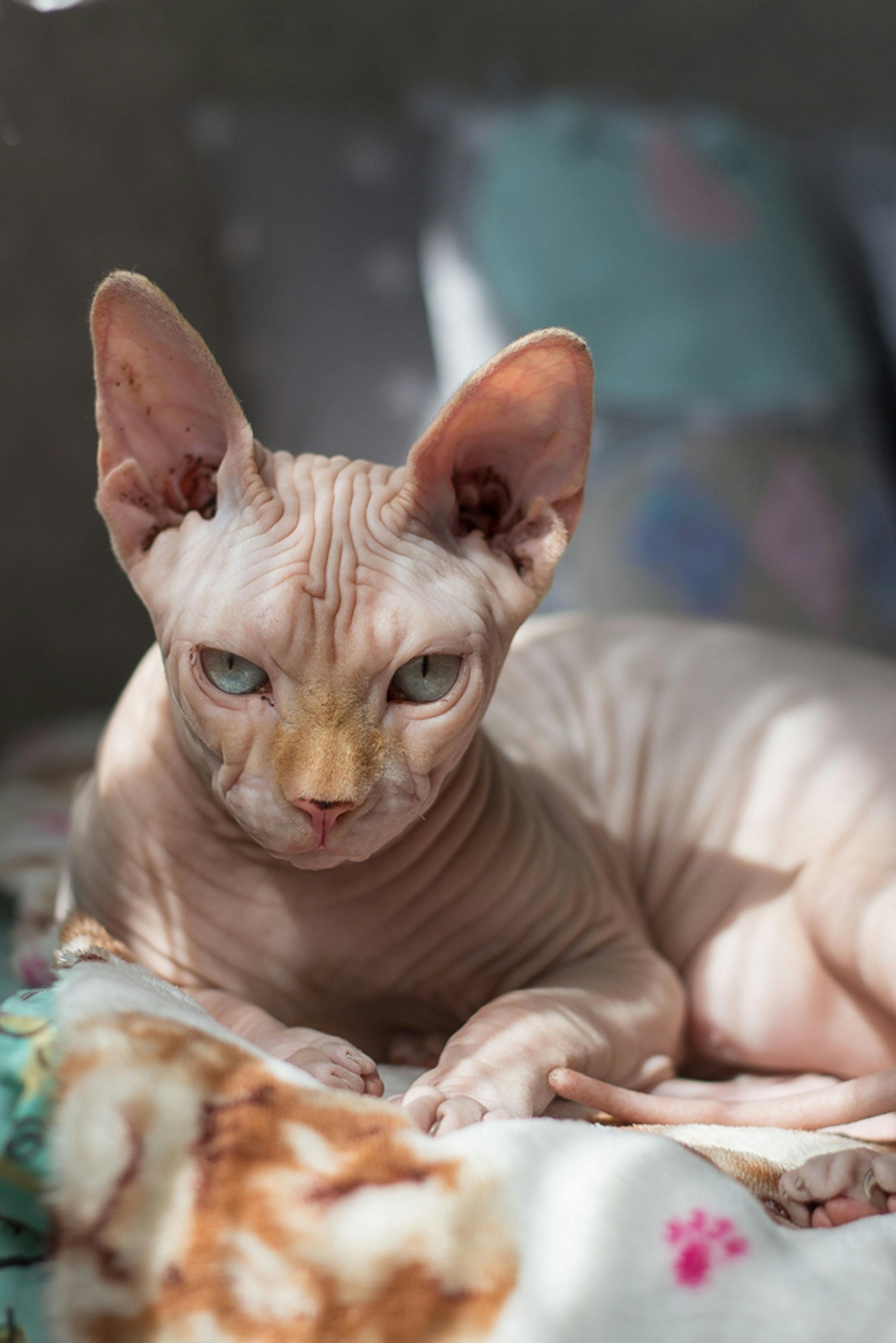 寝具の上に横たわっているスフィンクス猫の選択的焦点写真 無料の写真素材