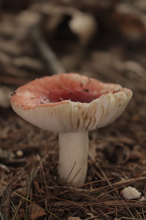 Close Up Photo of Mushroom
