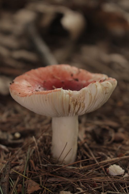 คลังภาพถ่ายฟรี ของ russula emetica, กินได้, ธรรมชาติ