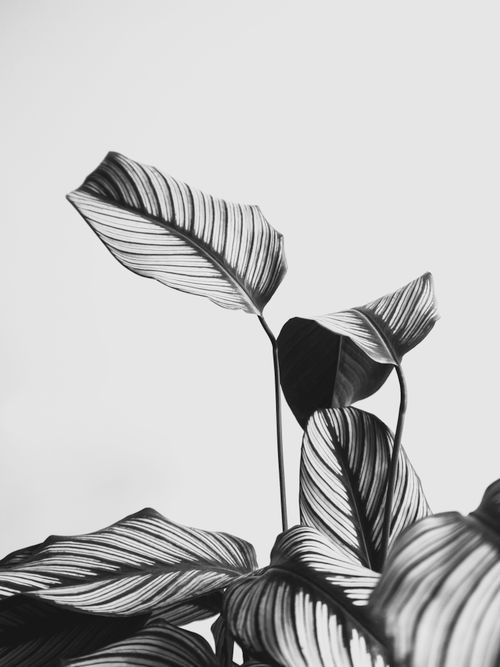 Free Elegant black and white photo of Calathea Majestica leaves, highlighting natural beauty. Stock Photo