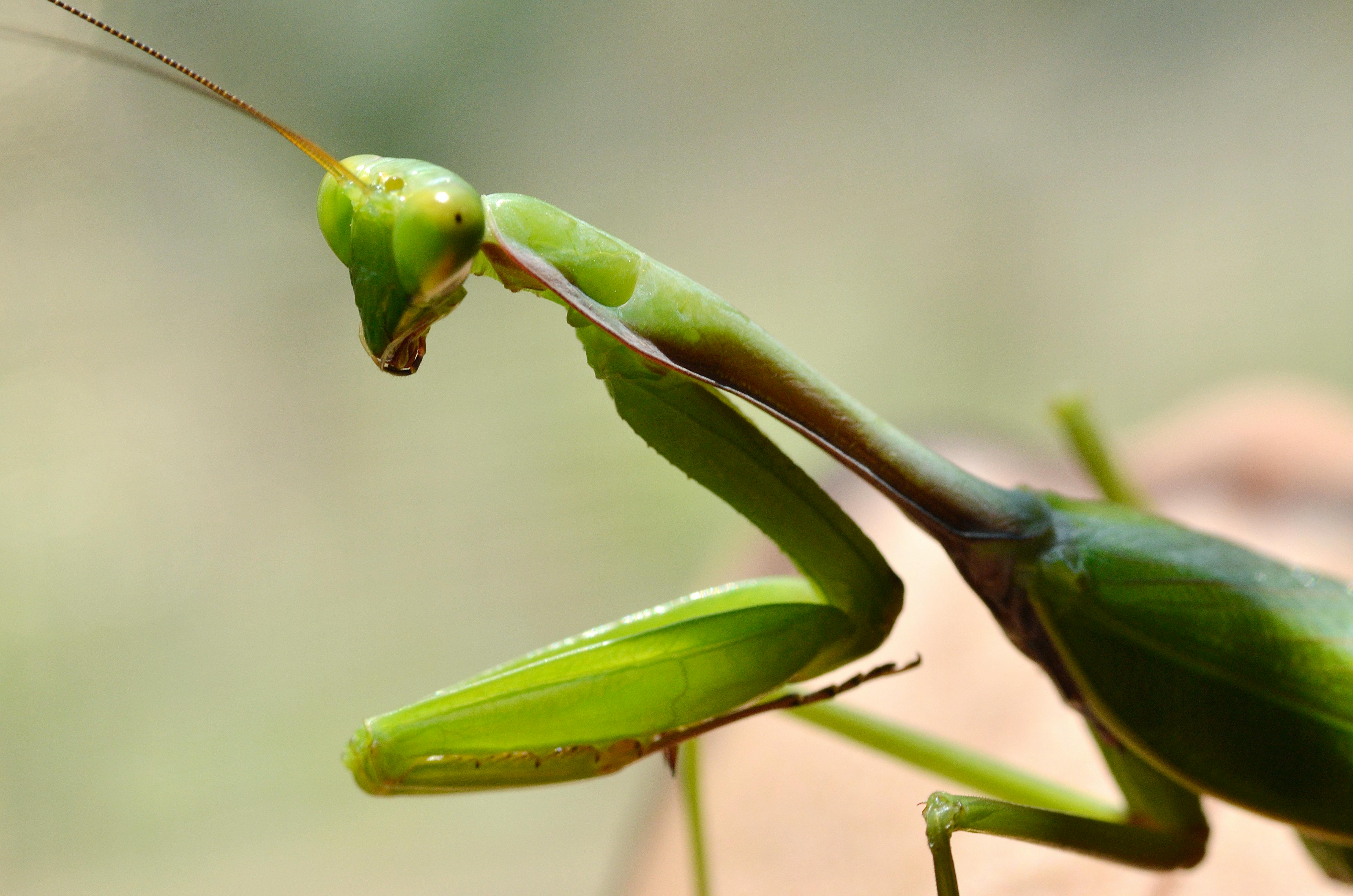 Green Praying Mantis in Close-up Photography · Free Stock Photo